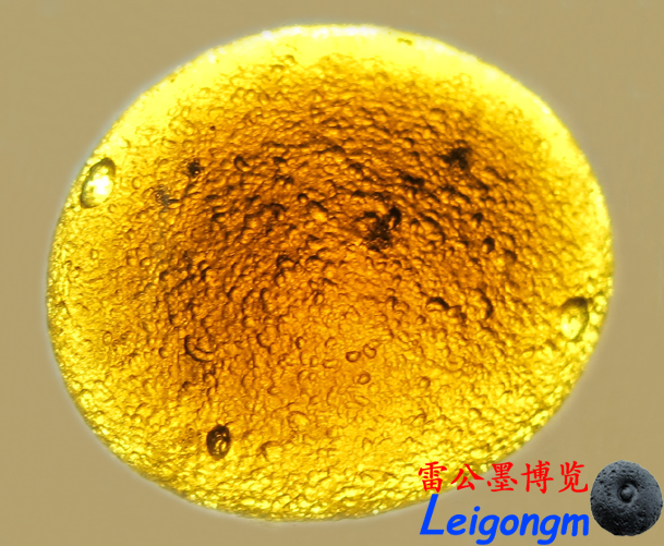 摘颗星星送给你:神奇的雷公墨 摘颗星星送给你:神奇的雷公墨